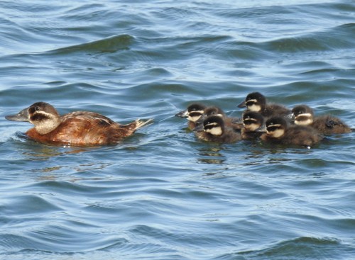 Ir a la noticia Día Mundial del Medio Ambiente: Cuidar nuestra Tierra ante el desafío de la sequía