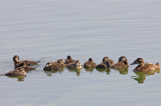 Ir a la noticia Récord de nacimientos de malvasía cabeciblanca en los embalses de agua depurada