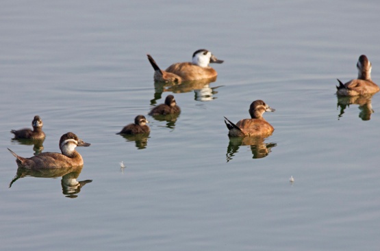 Ir a la noticia La depuradora de Hidrogea en Cabezo Beaza se convierte en un punto de referencia en la Región para la invernada de aves