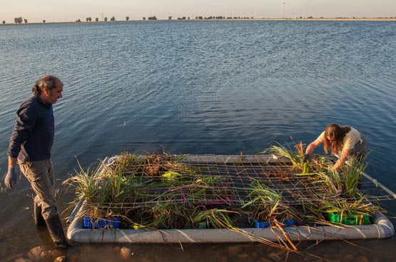 Ir a la noticia Nuevas islas flotantes en EDAR Cabezo Beaza para nidificación de aves acuáticas