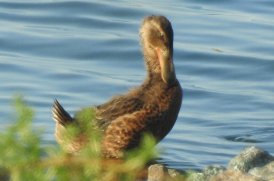 Ir a la noticia Hidrogea y ANSE detectan nidos del pato cuchara en las lagunas de la depuradora de Cabezo Beaza